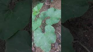 Wild Squash 🤔 garden organic organicfarming [upl. by Kokaras]