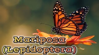 Curiosidades sobre las Mariposas que Probablemente No Sabías [upl. by Nauqes213]