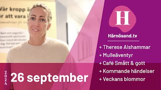 Härnösandtv  26 september 2024 [upl. by Eelyrehc671]