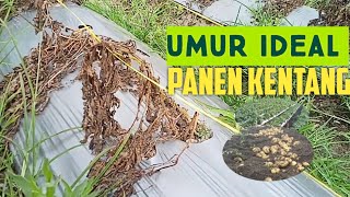 umur yang tepat panen kentang agar tidak terjadi umbi busuk [upl. by Kaela]