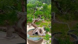 Bonsai Cemara Sinensis bonsai shorts artwork 柏樹盆景 [upl. by Milinda776]