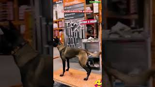 Best training K9 Dog lovers shortsdog viralvideo [upl. by Chaing]