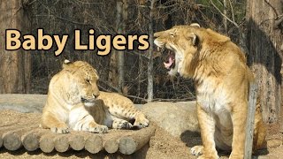 Can ligers have babies [upl. by Arte]