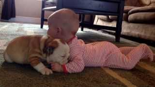 Bulldog puppy kissing the baby [upl. by Marian]