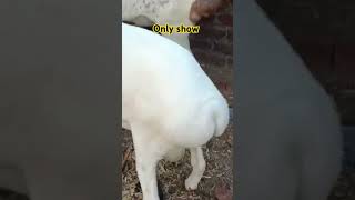 Turkey dumba farm love arabic топ goat turkeydumba shortvideos video dumba music [upl. by Blanche843]