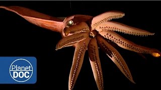 Kraken Project In search of the Giant Squid  Full Documentaries  Planet Doc Full Documentaries [upl. by Deeanne]