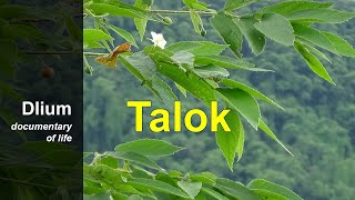 Talok Muntingia calabura [upl. by Nylac]