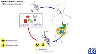 Pentatrichomonas hominis life cycle [upl. by Ahs]