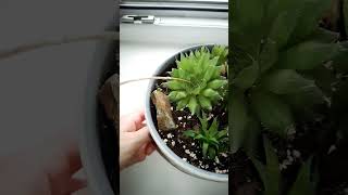 Haworthia Cooperi shorts plants succulent [upl. by Stark]