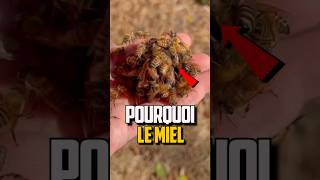 POURQUOI LES ABEILLES FONT DU MIEL [upl. by Bone488]