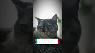 What portion of the cat bodys is connected to its spine catqnaquestionandanswer youtubeshorts [upl. by Tireb]