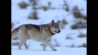 Documentaire La Revanche des Loups National Geographic [upl. by Ahsikrats]