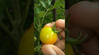 The tomatoes planted in the garden have started ripening nature farming tomato shorts [upl. by Graaf208]