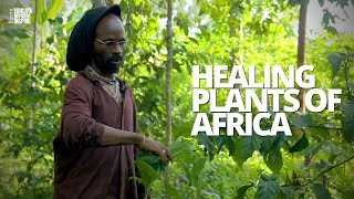 African Herbalist Shows Us Medicinal Plants And Herbs That Protect Heal And Restore The Body [upl. by Ravel]