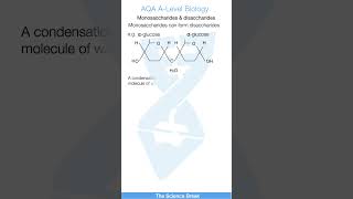 Monosaccharides amp Disaccharides  ALevel Biology Quick Revision [upl. by Atrim567]