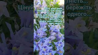 aquilegia shortvideo beautifulgarden криничанськасадиба ukraine piano [upl. by Bonner]