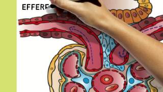 Renal Physiology [upl. by Sana]