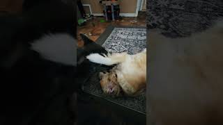 Love Birds bluebayshepherd goldenretriever isthislove chillvibes doggiedaycare [upl. by Htez]