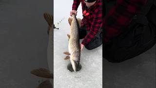 The truth about ice fishing 🐟 shorts ytshorts [upl. by Calia]