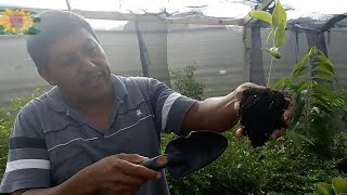 GERMINACION DE PLANTAS DE ANONA  REGALO AL FINAL DEL VIDEO🎁🔥 [upl. by Lavona]