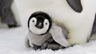 Facts about Emperor Penguins [upl. by Enomis]