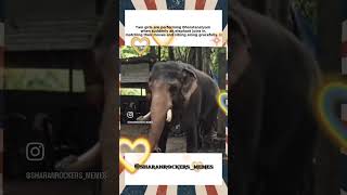 memes elephantdance [upl. by Buchanan]