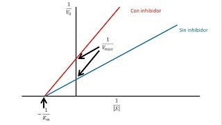 Enzimas Inhibidor competitivo y no competitivo [upl. by Oilut]