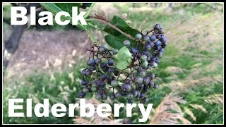 Black Elderberry Sambucus nigra Permaculture Walk  Ninja Gardening  Episode 11 [upl. by Janeczka38]