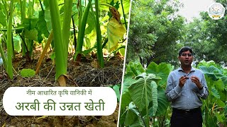 नीम आधारित कृषि वानिकी में अरबी की उन्नत खेती  Cultivation of Colocasia in Neem based agroforestry [upl. by Neyud522]