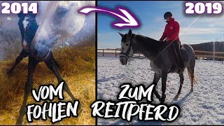 Vom Fohlen zum Reitpferd ✮ Rubielle  mein selbstgezogenes Fohlen wird erwachsen ♥ [upl. by Rosemonde]