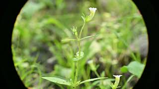 Gratiola neglecta Clammy Hedgehyssop [upl. by Darian412]