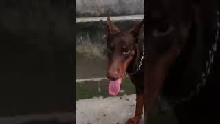 Amazing Mating of doberman dog 13 [upl. by Peppy880]