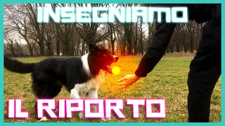 come INSEGNARE il RIPORTO al CANE in modo EFFICACE [upl. by Alika]