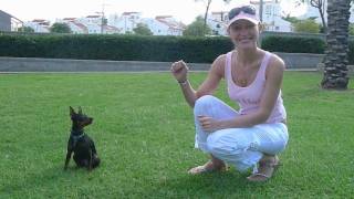 Miniature pinscher Tricks 3Keys training Мини пинчер Дрессировка [upl. by Blank]