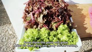 Hydroponics and Aquaponics video presented by Dr Chito F Sace [upl. by Oeramed262]