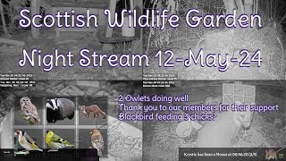 Night Stream May 12th 2024  Bird Feeders Wildlife Cameras Scotland UK from SWG [upl. by Aramois568]