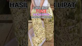 CARA MEMBUAT TOGE touge beansprouts kacanghijau howtogrow greenbeans sprouting [upl. by Theona]