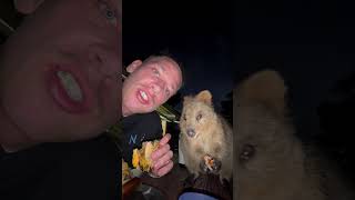 Adorable Quokka Joins Man for Dinner [upl. by Pace]