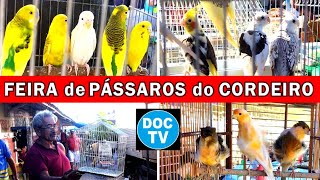 Feira de Pássaros e Gaiolas do Cordeiro passaros criarpassaros feiralivre [upl. by Gnet]