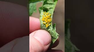 Got some Beetle Eggs on my Potato Plants owngrownplants pestcontrol pesticides organic beetles [upl. by Vitek]