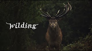 Wilding  Official Trailer [upl. by Adnilram]