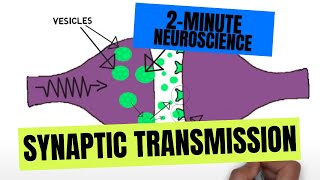 2Minute Neuroscience Synaptic Transmission [upl. by Adkins]