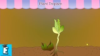 Plant Tropism Learn for Children and Kids  EDUKID Learning [upl. by Ardnassak664]