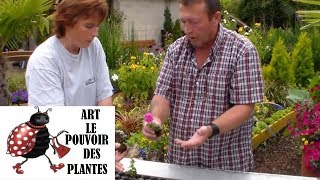 JardinageBoutures de surfinias comment faire une bouture [upl. by Anay]