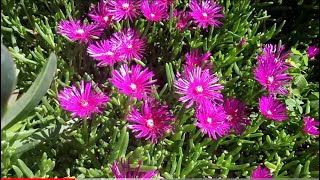 DELOSPERMA Propagazione facilissima pianta super tappezzante robusta e robusta [upl. by Navi]