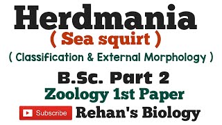 Herdmania हर्डमानिया Sea Squirt SubPhylum Urochordata Rehans Biology Zoology 1st BScPart 2 [upl. by Inalaehon]