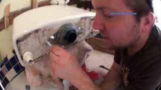 How to Change a Toilet Flush or Syphon Unit  Plumbing Tips [upl. by Hillel4]