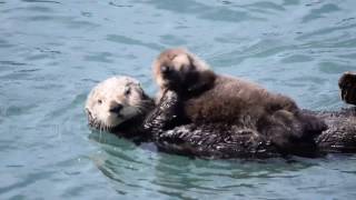 Mother Sea Otter Silences Squeaky Baby [upl. by Holly]