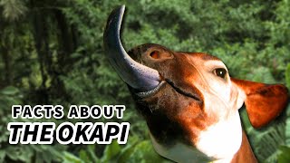 Okapi Facts a Giraffes ONLY Living Relative 🦒 Animal Fact Files [upl. by Gies]