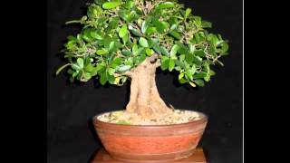 Ficus bonsai Leer hoe jij je Bonsai boom kunt kweken verzorgen en snoeien klik hier [upl. by Eduino]